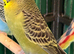 Pair 9 week old baby budgies available