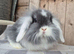 Mini Lion lops 1 boy 1 girl