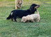 Miniature Dachshund