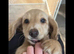 Cream Puppy