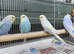 Baby rainbow budgies