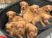 Really today 1 boy and 1 girl available licensed breeder