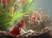 Betta fish and Tank with gravel & plants