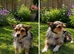 Minture jack Russell girl