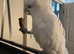 Cockatoo