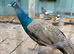 Gorgeous Peacock for sale