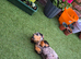 Beautiful mini dachshund