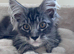 Gorgeous Pedigree Maine Coon Kittens for Sale
