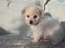 Bichon frise