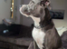 Staffordshire cross English mastiff