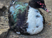 Muscovy ducks