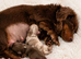 KC Long Hair Miniature Dachshund Puppies