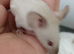 Baby Siamese mice for sale 6wls old