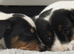 TWO BEAUTIFUL PUPPIES LOOKING FOR THEIR FOREVER HOMES