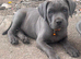 Beautiful puppy cane corso ready to leave only 3 bitches left