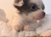 Long haired lilac and white chihuahua puppy