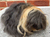 Rare Alpaca Guinea pig boar 5 mths