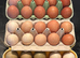 Hybrid fertile hen eggs