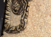 Phantom Leo pastel