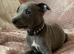 Blue kennel club registered whippet pups