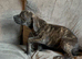 Presa Canieo Puppies