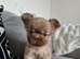 Fluffy French Bulldog Ready Now