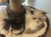 Pure bred Persian male kittens