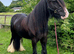 Super fun and hairy 13.1hh cob