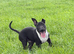 English Bull Terrier Male