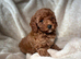 Cockapoo puppies 5 girls /2 boys ️Updated pictures with6 weeks old puppies