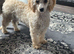 Female miniature poodle