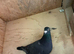 Black cock racing racer pigeon bred 2026