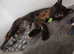 Adult cats castrated chipped