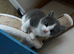 Bubbly stunning kittens available