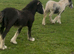 For sale 2 foal colt