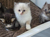 Ragdoll/mainecoon babies
