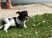 Beautiful  biewer terrier puppy