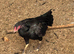 Aseel Breeding Pair for Sale - Hen & Cock