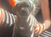 KC reg Blue Staff Puppies