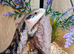 Eastern Blue Tongue Skink
