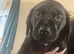 Black Labrador retriever bitch