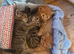 Kittens Devon tabby and ginger