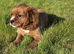 King Charles Cavalier puppy