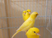 Pairs of Irish fancy canarys for sale