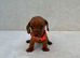 Dachshund puppies 3 boys 3 girls