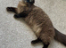 Seal mink ragdoll female