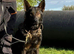 Working bred Czech Shepherd puppies