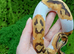 Baby Emoji Pied Royal Python