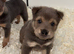 Stunning tan point bear coat sharpei&rsquo;s