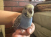 Lovely baby budgies semi tamed in Dagenham